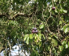Le banquet de Créniel