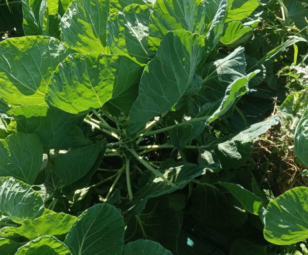 Les légumes du bonheur