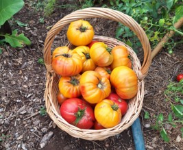 Le jardin des saveurs