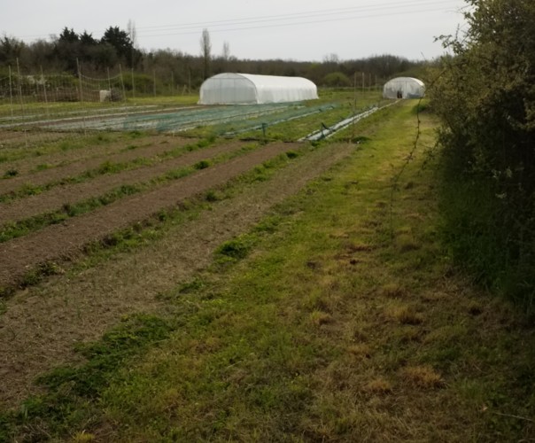 Le petit maraîcher d'Oléron