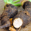 Radis noir  Radis long noir  