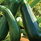 Courgette  verte  