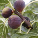 Figues  violettes  