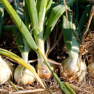 Oignon  Oignon jaunes et rouges  