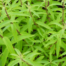 verveine citronelle