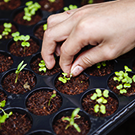 Graines  Cosmos, lavatère, coreopsis, marijuanilla, onagre  