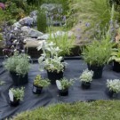 Plante  Verveine citronelle  