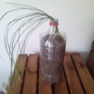 Safran  botte de safran en bouteille  