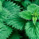 Orti  Ortie séchée prête pour prepa purin  