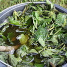 Purin  Purin d’absinthe  