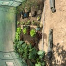 Courgette  Courgette  