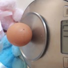 Oeufs  Œufs biologique  