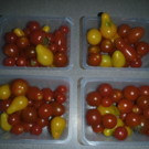 Tomate  TOMATE CERISE DIFFÉRENTE VARIÉTÉ  