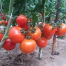 Tomate  Tomate grappe  