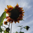 Graines  Tête de tournesol sèche  