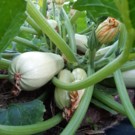 Courgette  Blanche d egypte  