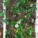 Plants  Fraisiers type "Gariguette" en racines nues  