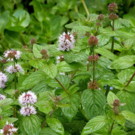 Menthe  Menthe aquatique séchée  