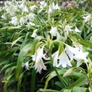Fleurs  Très grands lys blanc ou rose en bulbes (rares)  