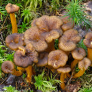 Champignon  Chanterelles en tubes fraiches  