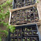 Plants  plants tomates de variétés anciennes disponibles b  