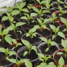Plants  Poivrons rouge  