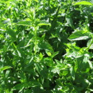 Menthe  Menthe mojito  