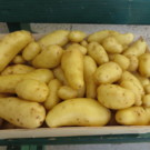 Pomme de terre  Pdt nouvelle Linzer Delikatess (ratte)  