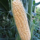 Mais  Epis maïs doux  