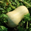 Courge  BIO Butternut  