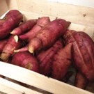 Poire de terre  Culture bio en MSV  