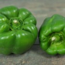 Poivron  Poivrons verts BIO  