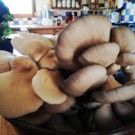 Champignon  Pleurotes gris  