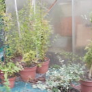 Plante  Jasmin d hiver  