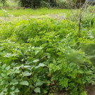 Persil  persil frisé  