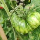 Graines  tomates ananas zébra vert en sachet de 30 graines  