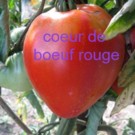 Graines  tomate cœur de bœuf rouge sachet de 30 graines  