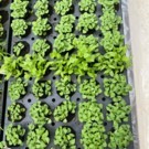 Plants  Basilic Thai (DISPO 1ER AVRIL)  