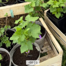 Framboisier  Framboisier pot de 4 litre  