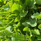 Choux  Chou de Daubenton  