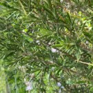 Romarin  Romarin frais  