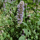 Tisane  Agastache :feuilles séchées  