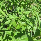 Verveine citronelle