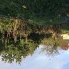 Topinanbour  Topinanbour  