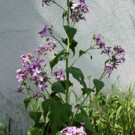 Plants  Monnaie de pape - Lunaria annua - très jeune plant  