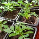 Divers  Oeillet d'Inde jaune - jeune plant  